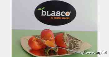 "Rojo Brillante seizoen wordt voorafgegaan door dat van de 'kaki tomatero'"