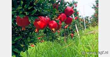 "Export Indiase granaatappelen kan met 25% toenemen"