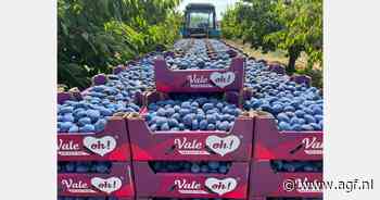 "Onze droom is om een coöperatief model uit te bouwen naar het voorbeeld van BelOrta"