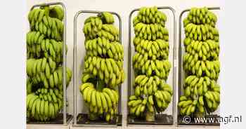 Kretenzische bananen een nicheproduct, maar slechts 10 dagen houdbaar