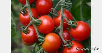 RASFF: MRL-overschrijding in cherrytomaten uit Turkije