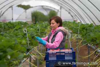Defra confirms seasonal worker visa numbers for next year
