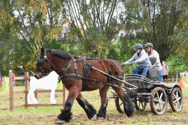 Massa volk voor Dag van het Brabants Trekpaard