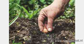 Bloembollen residuvrij te telen