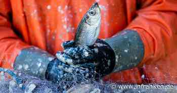 Ostsee: Özdemir kritisiert Russland für schädliche Fischerei