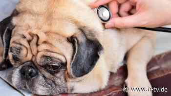 Fünfstelliger Schadensersatz: Ebay-Mops-Affäre landet vor Gericht