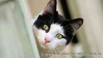 Kätzchen in Not - doch die „Rettung“ ist überraschend