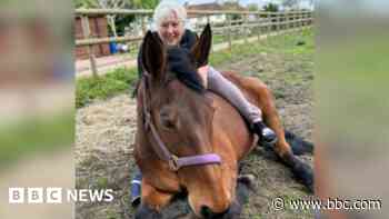 Woman blames council for horse's death in manhole