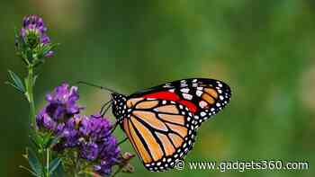 Growing New Forests in Mexico Could Help Protect Oyamel Forests and Monarch Butterflies