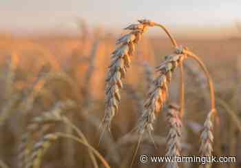 Scotland 'risks being left behind' on precision breeding policy