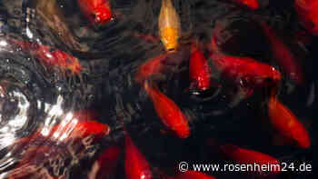 Grausame Tat in Heldenstein: Unbekannte töten mehrere Goldfische im Dorfbrunnen