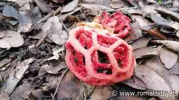 A Villa Ada cresce il cuore della strega, il fungo di Halloween