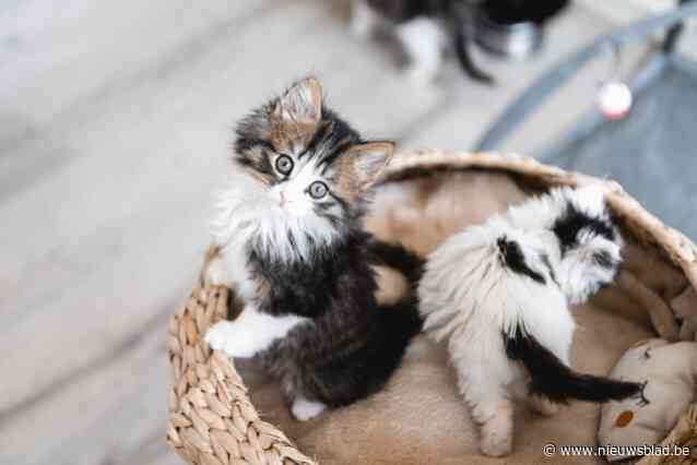 Blauwe Kruis Brugge plaatst alle katten in quarantaine na uitbraak erg besmettelijke en dodelijke parvovirus