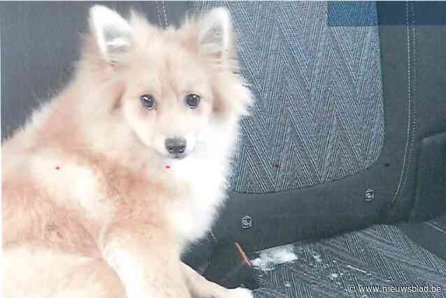 Opnieuw sluiting broodfokker Hoeve Hoogland gevraagd na klacht gezin uit Wijnegem dat zieke keeshond terugbracht en zonder te beseffen voor 1 euro afstond