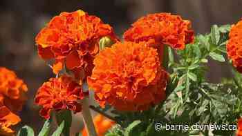 Barrie wins gold in Community in Blooms contest