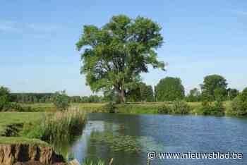 Grote Boom van Astene is derde mooiste van het land