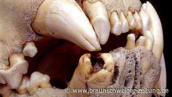 Genetische Spuren beweisen Löwenangriffe auf Menschen