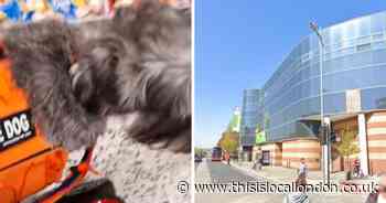 Woman with service dog barred from entering Bexleyheath Asda in viral video
