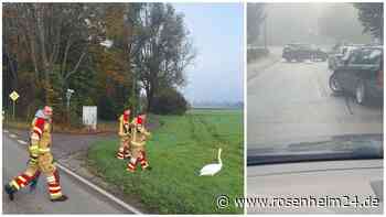 Mein lieber Schwan! „Apathischer“ Vogel hält Feuerwehr Heufeld auf Trab