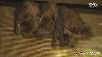 11 confirmed rabies cases in bats in Sask. this year