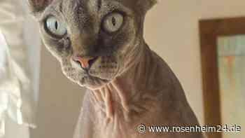 Nacktkatze „Cleo“ in Übersee vermisst – Polizei bittet um Mithilfe