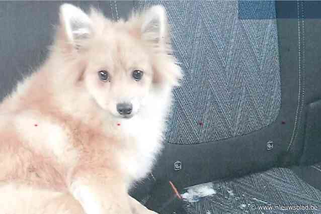 Opnieuw sluiting broodfokker Hoeve Hoogland gevraagd na klacht gezin uit Wijnegem: “Ze verkochten ziek hondje voor 985 euro”