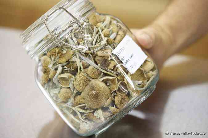 Quebec religion wants Health Canada’s blessing to use magic mushrooms in ceremonies