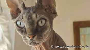 Nacktkatze „Cleo“ in Übersee vermisst – Polizei bittet um Mithilfe