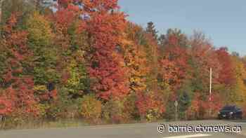 Drivers enjoying the fall colours could face fines