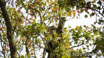 Kat durft niet meer zelfstandig uit de boom in Groningen