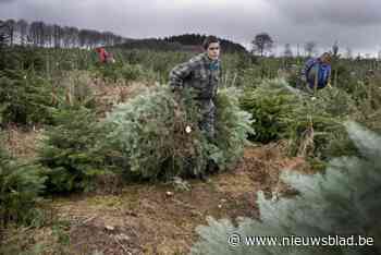 Kwekers roepen op om Belgische kerstboom in huis te halen: “Deense sparren overspoelen de markt”