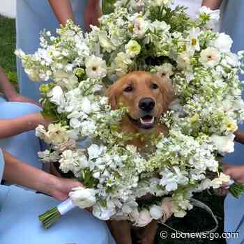 WATCH:  Adorable dog wears bouquet as flower girl at wedding