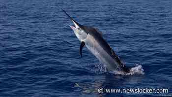 Italiaanse vrouw overleden nadat zwaardvis haar borst doorboort tijdens surfen