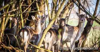 Onthoofd damhert gevonden in Hoeksche Waard: ‘Dit komt keihard binnen’