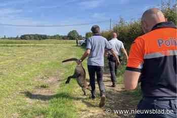 Opnieuw wallaby ontsnapt in Nijlen: vangen van dier verloopt moeizaam