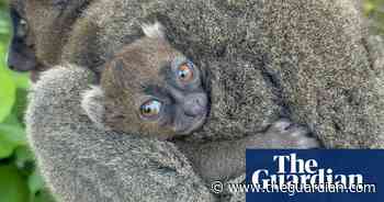 Cotswold wildlife park successfully breeds endangered Madagascan lemur