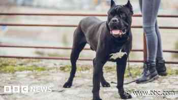 Woman needs plastic surgery after pet dog attack