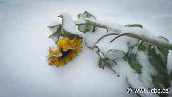 Northern Alberta blanketed with first snowfall of the season