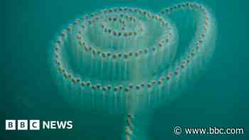 Wildlife photographers capture Cornwall creatures