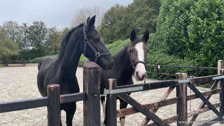 Paardeneigenaar is vuurwerk overlast beu: 'Het lijken wel legeroefeningen'