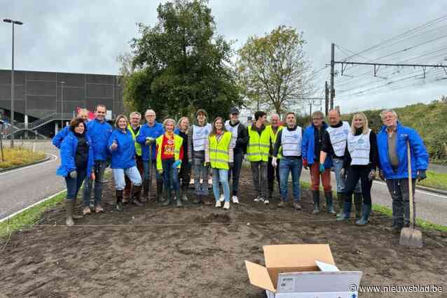 Rotaryclubs planten tulpenbollen in strijd tegen polio