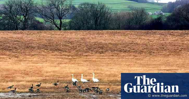 Country diary: Hello to the incoming geese, farewell to a deer friend | Sean Wood