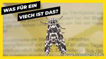 Rätselhaftes Insekt in Wasserburg entdeckt: Wer kann es identifizieren?