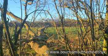 Dorset contractor fined after worker left paralysed from the waist down