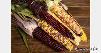 Oekraïense veelkleurige maïs: Vyshyvanka