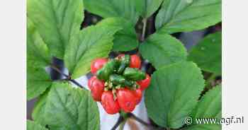 Steeds meer kruiden zoeken bescherming van kas vanwege klimaatverandering