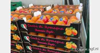 "Kakiprijzen in de retail zijn goed, de groothandel blijft achter"