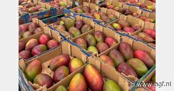 "Er zullen dit jaar promoties nodig zijn voor de Peruaanse Kent mango's"