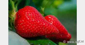 "De teelt is momenteel erg laag door het slechte weer"