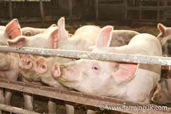 On-farm diseases blamed for rise in pig sector's antibiotic usage